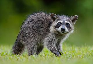 Енот-полоскун -Raccoon