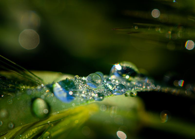 Morning dew on the grass (waterdrops)