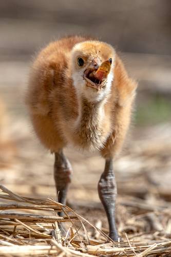 Птенец Японского журавля пытается съесть рыбку