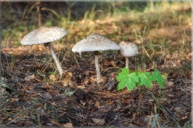 Зонтики - очень вкусные грибы!