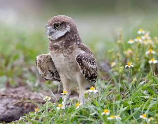 Burrowing Owlet - Кроличий сыч