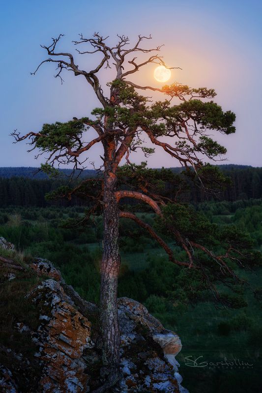 Урал, полнолуние, суперлуние, сосна, ночной пейзаж, Средний Урал Суперлуниеphoto preview