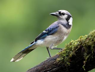 Blue Jay - Голубая сойка