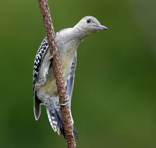 Juvenile -Red-bellied Woodpecker. Молодой дятел - Каролинский меланерпес