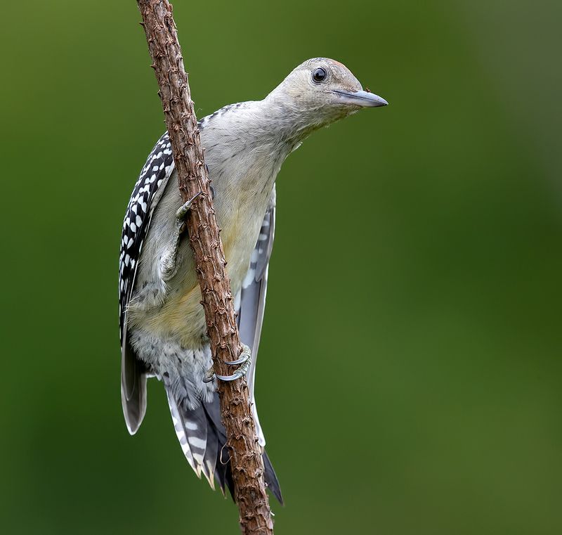 Juvenile -Red-bellied Woodpecker.  Молодой дятел - Каролинский меланерпес