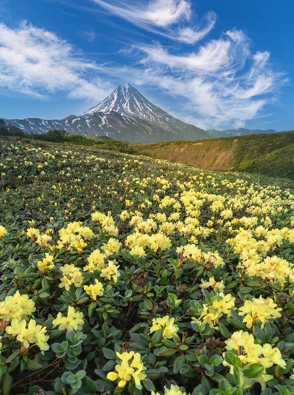 Камчатка, вулкан Вилючинский, рододендроны в цвету