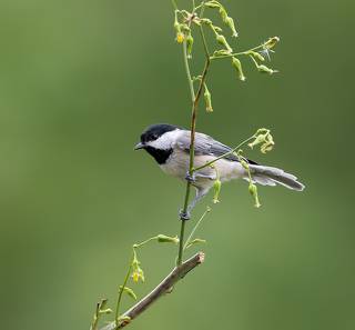 Black-capped Chickadee -Черношапочная гаичка