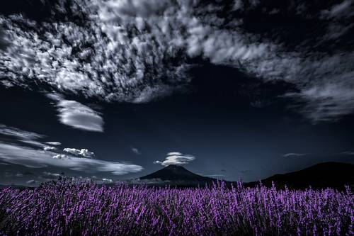 Impressive lavender aroma