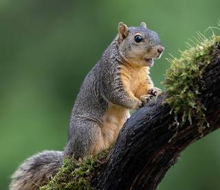 Fox Squirrel - Лисья Белка