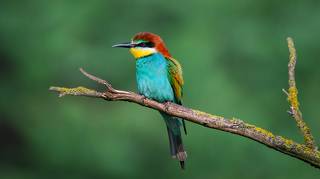 Wildlife paints