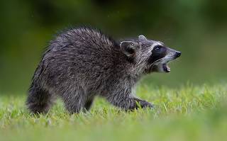 Енот-полоскун -Raccoon