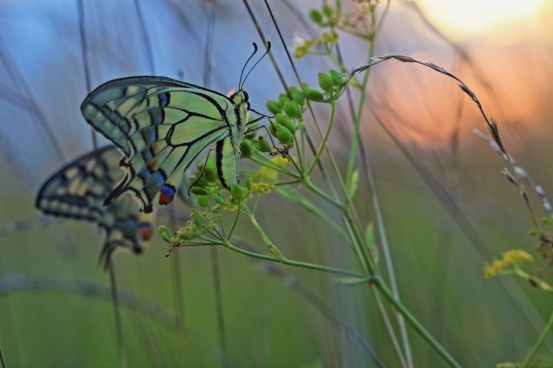 На закате Papilio machaon Linnaeus