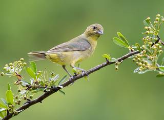 Female. Painted bunting - Cамка. Расписной овсянковый кардинал