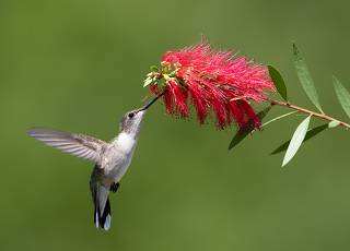 Колибри -Ruby-throated Hummingbird
