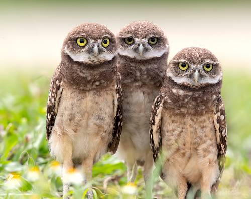 Сычики - Burrowing Owls