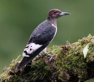 Juvenile. Red-headed woodpecker -Красноголовый меланерпес. Молодой