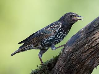 Обыкновенный скворец - European Starling