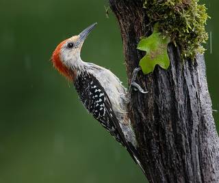 Red-bellied Woodpecker male - Каролинский меланерпес