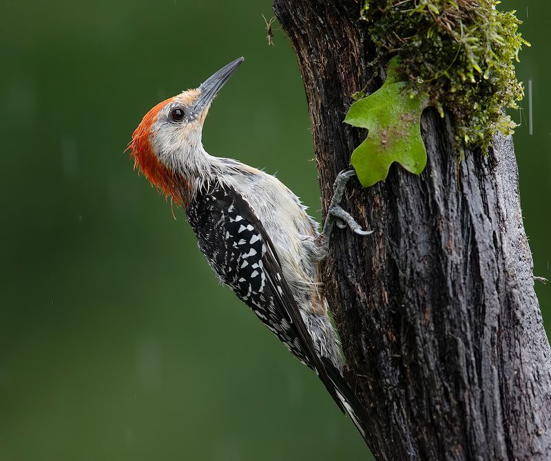Red-bellied Woodpecker male -  Каролинский меланерпес