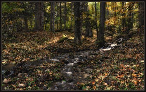 Осенний этюд с лесным ручьём...