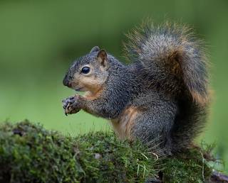 Fox Squirrel - Лисья Белка