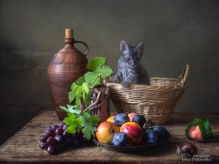 Натюрморт с фруктами, улиткой и любопытным котенком