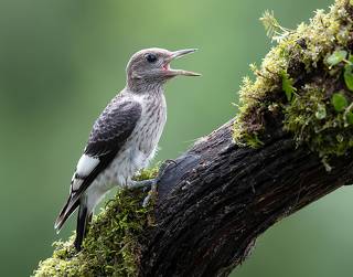 Juvenile. Red-headed woodpecker - Молодой.Красноголовый меланерпес.