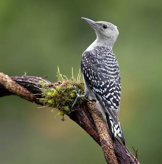 Juvenile -Red-bellied Woodpecker. Молодой дятел - Каролинский меланерпес