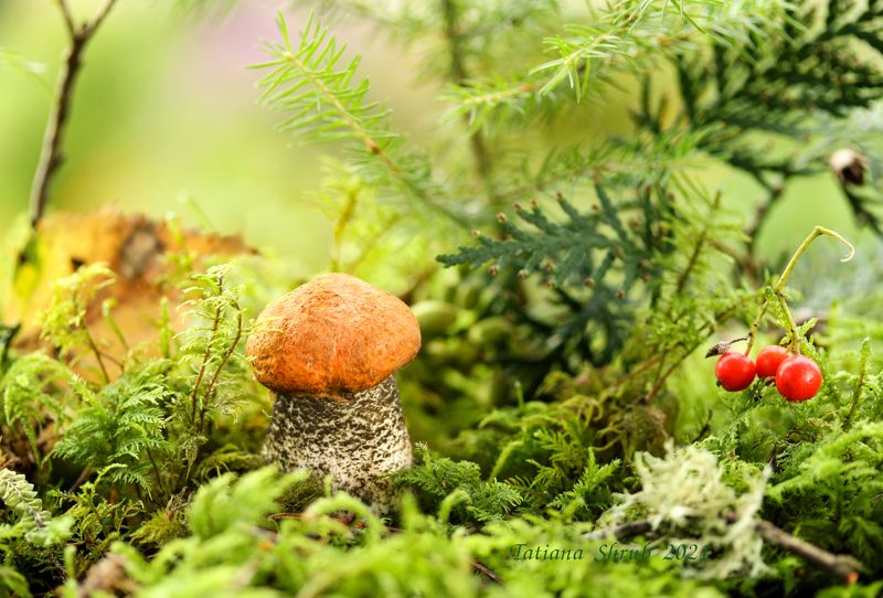 природа, грибы, подосиновик, растения Подосиновичекphoto preview