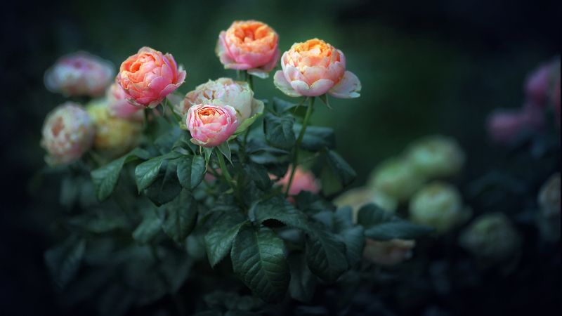 flowers, summer, full, hd, desktop ---= flowers about =---photo preview