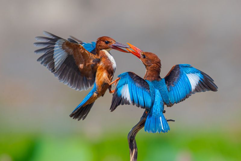 bird , vorin White-throated Kingfisher 1photo preview