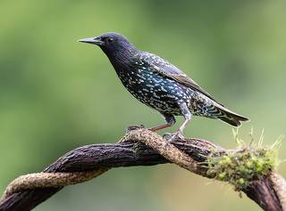 Обыкновенный скворец - European Starling