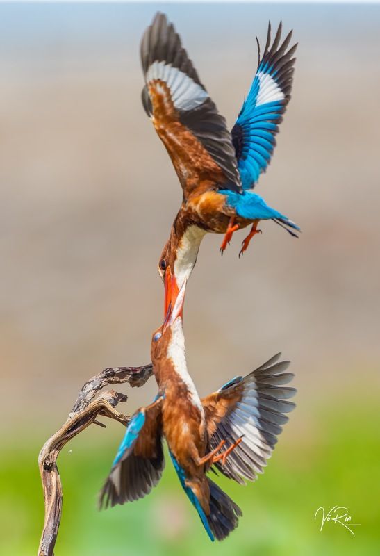 bird , vorin White-throated Kingfisher 2photo preview