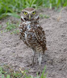 Burrowing Owl - Кроличий сыч