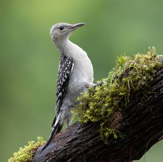 Juvenile -Red-bellied Woodpecker. Молодые Дятлы - Каролинский меланерпес