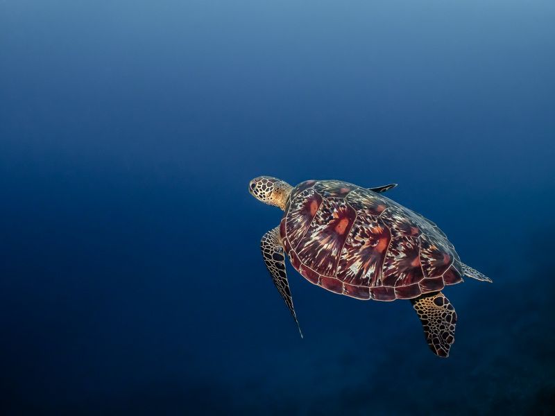 Плавающая в море черепаха 5. Черепаха плывет. Черепаха плавает. Краснобрюхая короткошеяя черепаха плавает. Плавающий город черепаха.