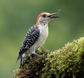 Red-bellied Woodpecker female - Каролинский меланерпес