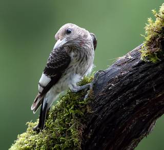 Juvenile. Red-headed woodpecker Красноголовый меланерпес. Молодой