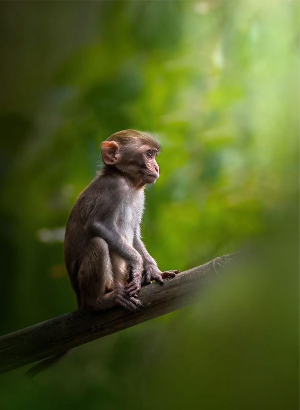wildlife, animal, wild, nature, photography, monkey, jungle, art, focus The Little Onephoto preview