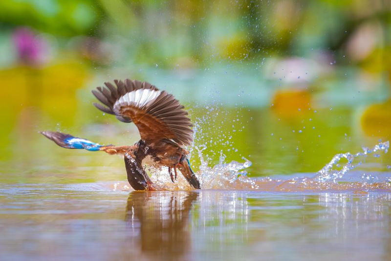 bird , vorin White-throated Kingfisher 5photo preview