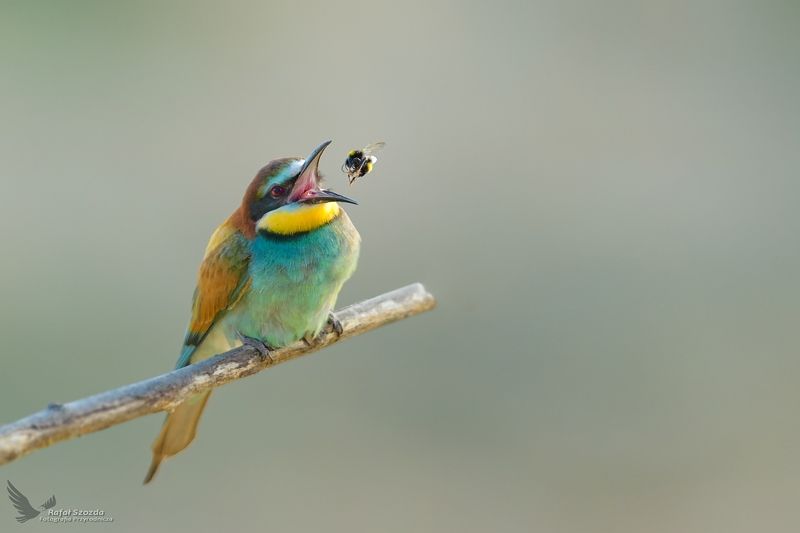 birds, nature, animals, wildlife, colors, springs, nikon, poland Żołna, European Bee-eater (Merops apiaster) ... 2021rphoto preview