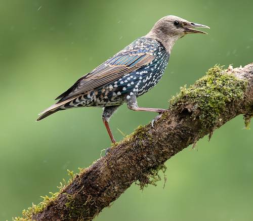 Juvenile European Starlings Molting - Молодые Линяющие Скворцы