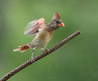 Female. Northern Cardinal - cамка.Красный кардинал