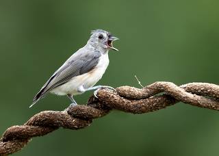 Tufted Titmouse -Острохохлая синица
