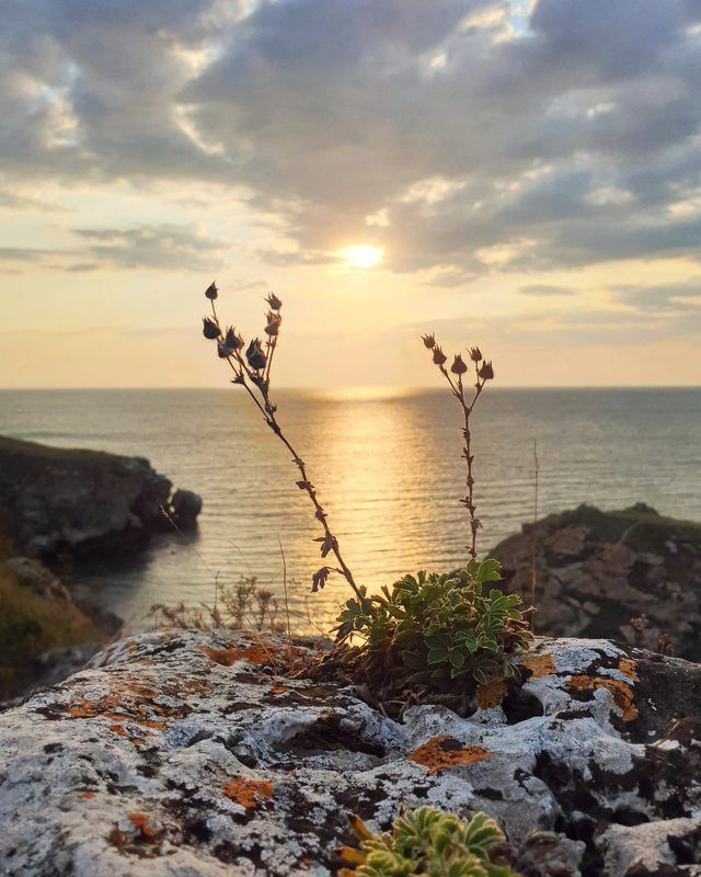 море, растения, камни, закат, горизонт, вечер Закаты на Азовском мореphoto preview