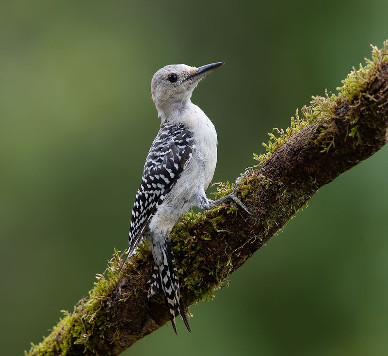 Juvenile -Red-bellied Woodpecker. Молодой дятел - Каролинский меланерпес