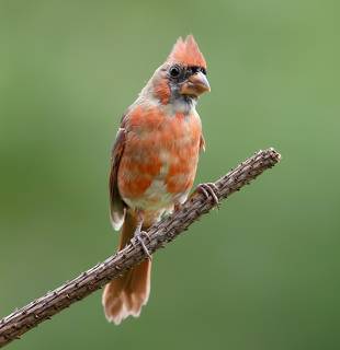 Juvenile Northern Cardinal male - Красный кардинал
