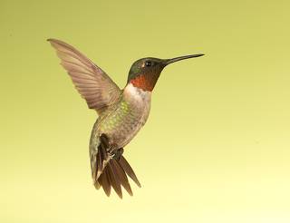 Ruby-throated Hummingbird male -Рубиновогорлый Колибри