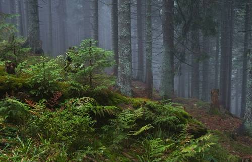 Charming pine forest and other in the Carpathians ..