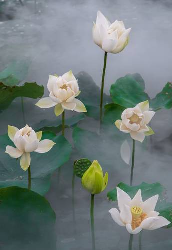 White Lotus Flower 